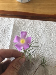 Oxalis polyphylla pentaphylla