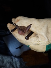 Bauerus dubiaquercus