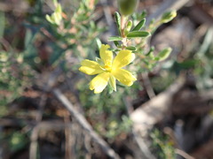 Hibbertia australis