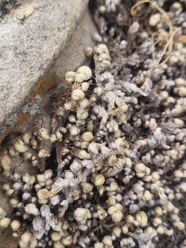 Peruvian Spikemoss