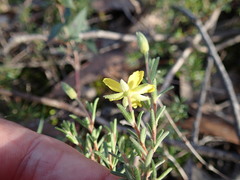 Hibbertia australis