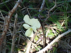 Viola etrusca