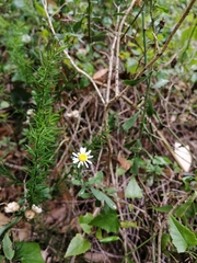 Felicia erigeroides