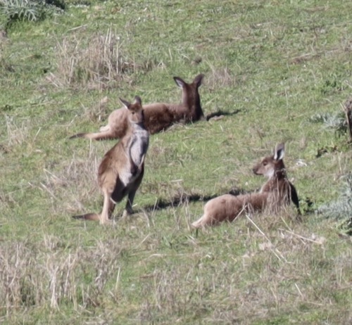 Western Grey Kangaroo