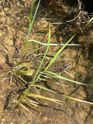 Columbia Spotted Frog