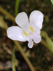 Cymbalaria muralis
