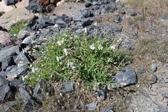 Silene uniflora