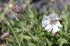 Silene uniflora
