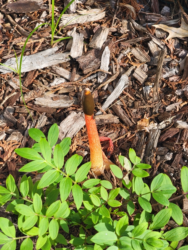 Wrinkly Stinkhorn · July 2026 · photo: Photo: (c) Daniella Marie, some rights reserved (CC BY) · iNaturalist