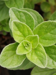 Origanum majorana