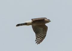 Accipiter cooperii