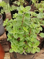 Origanum majorana