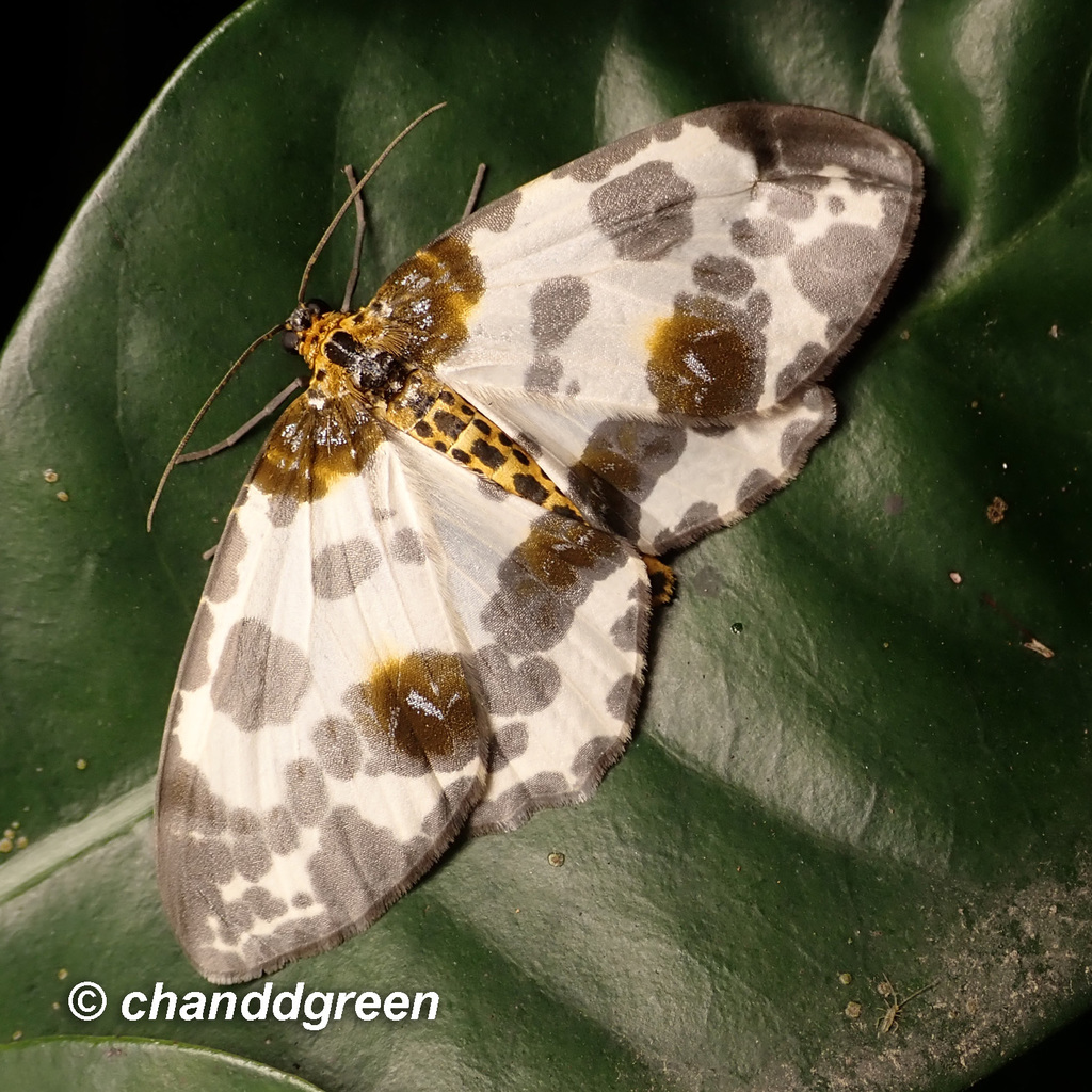 Abraxas amicula