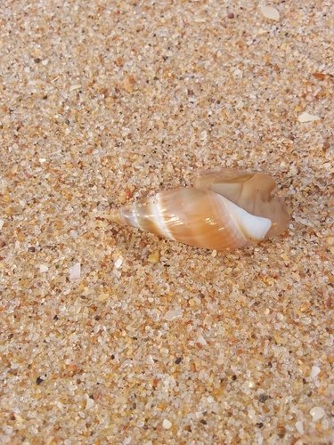 Bullia natalensis observed 2026-07-11