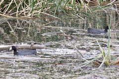 Fulica americana americana