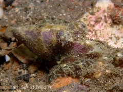 Abdopus aculeatus