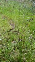 Nassella pulchra