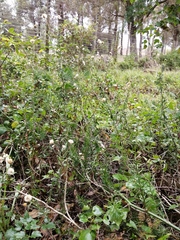 Felicia erigeroides