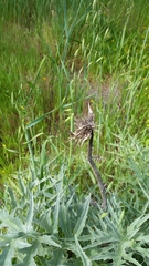 Cynara cardunculus cardunculus