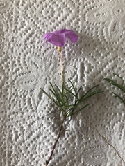 Oxalis polyphylla pentaphylla