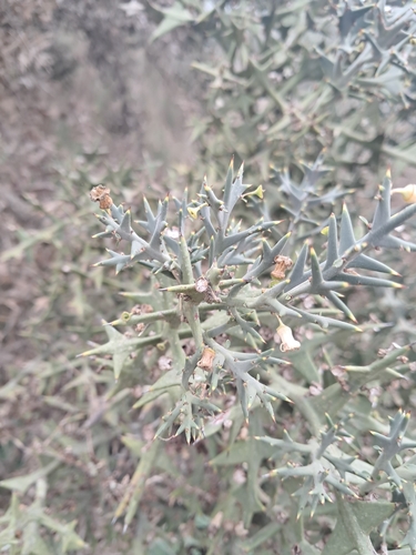 Anchor plant