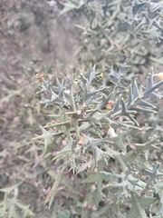 Colletia paradoxa