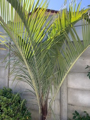 Dypsis decaryi