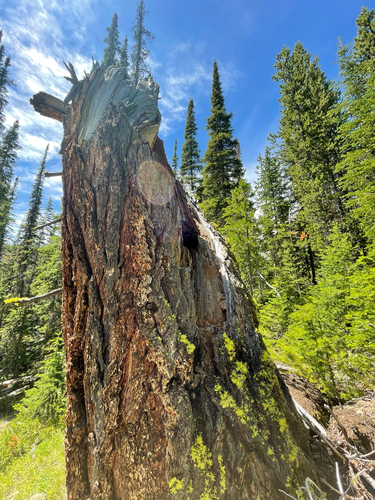 Douglas-fir