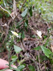 Felicia erigeroides