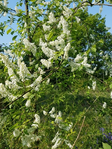 Prunus padus