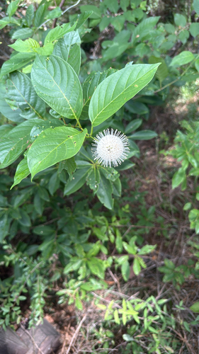 buttonbush