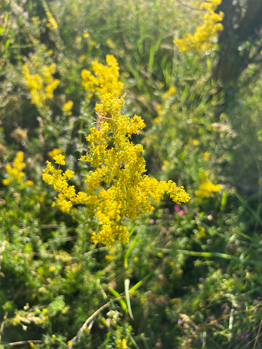 Lady's Bedstraw