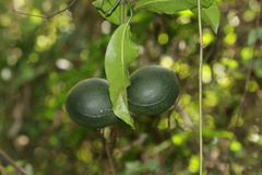 Tabernaemontana ventricosa