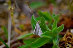 Thisanotia chrysonuchella