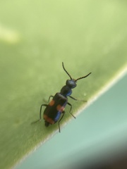 Anthocomus fasciatus