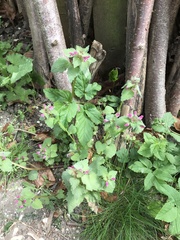 Lamium purpureum