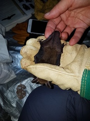 Bauerus dubiaquercus