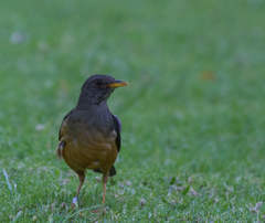 Turdus olivaceus