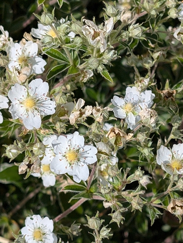 Potentilla alchimilloides, photograph 6
