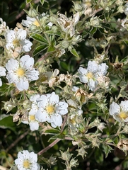 Potentilla alchimilloides, photograph (c) Ian Wright, some rights reserved (CC BY)