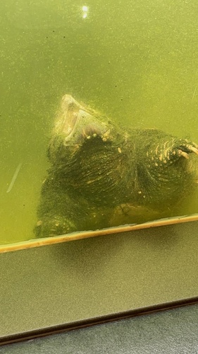 Alligator Snapping Turtle observed by chrisdarr