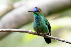 Heliodoxa leadbeateri