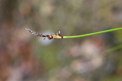 Carex ericetorum