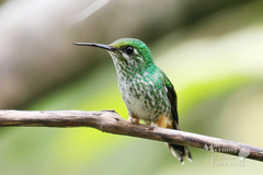 Urosticte ruficrissa