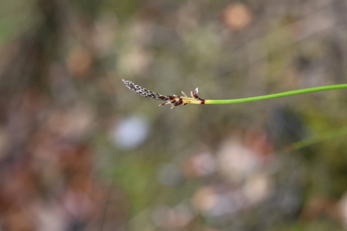 Carex ericetorum, photograph 1