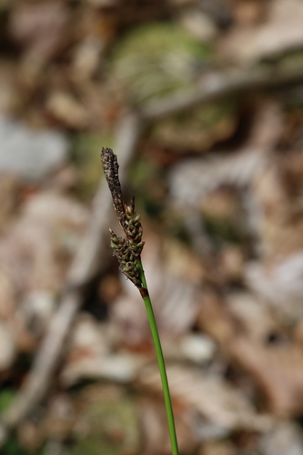Carex ericetorum, photograph 2
