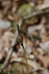 Carex ericetorum, photograph (c) Grzegorz Grzejszczak, some rights reserved (CC BY-SA)