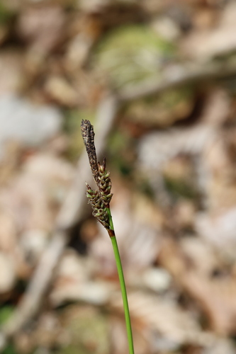 Carex ericetorum, photograph 3