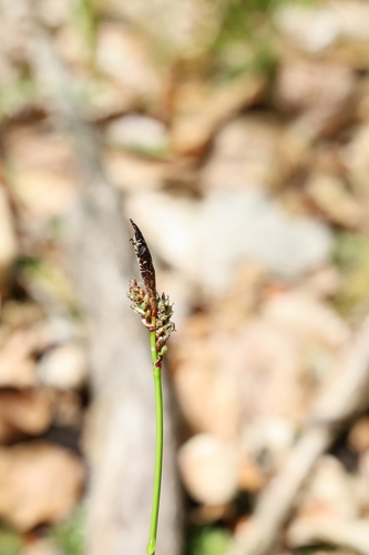 Carex ericetorum, photograph 4