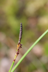 Carex ericetorum, photograph (c) Grzegorz Grzejszczak, some rights reserved (CC BY-SA)